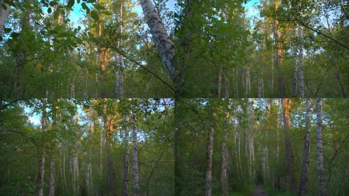 POV旅行穿过森林的树林