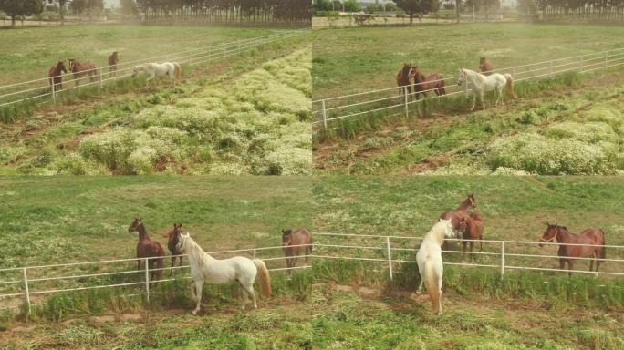 一匹美丽的白马与其他马匹一起自由奔跑，穿过赛马场的绿色植物。