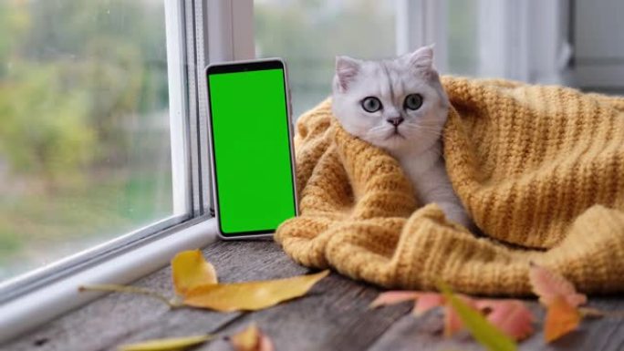 一只苏格兰小猫正在看一部绿屏的手机。猫和小猫的广告产品。色度键。这只猫穿着一件橙色针织毛衣躺在窗户附
