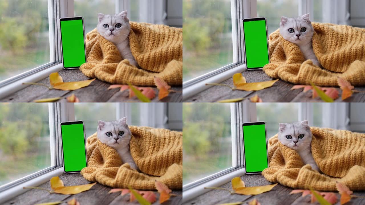 一只苏格兰小猫正在看一部绿屏的手机。猫和小猫的广告产品。色度键。这只猫穿着一件橙色针织毛衣躺在窗户附