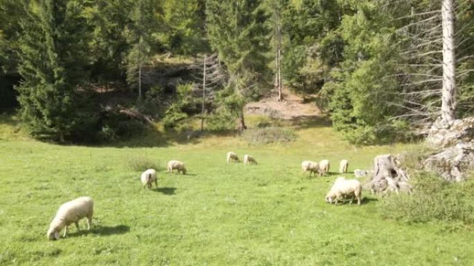 山区牧场绵羊的鸟瞰图
