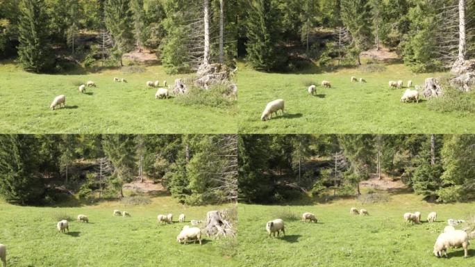 山区牧场绵羊的鸟瞰图