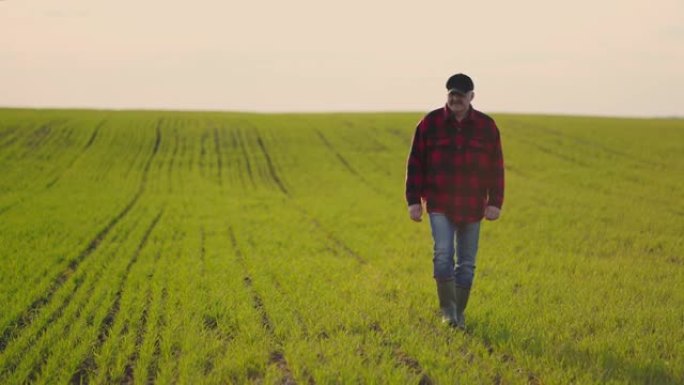 日落时，一个农民走过田野。农艺师检查田间种植的农产品。成功之路。