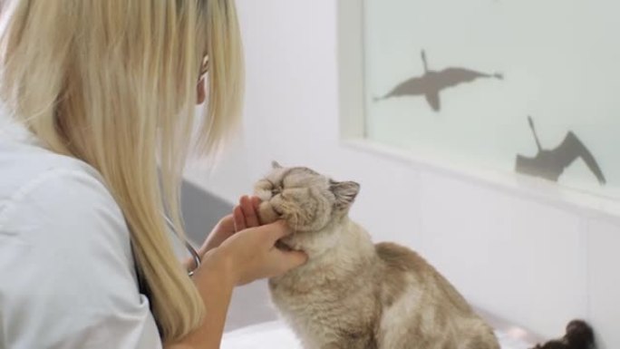 一位金发兽医抚摸着一只可爱的猫，深情地和她说话。医生热爱他的工作，也热爱来看他的病人。专业兽医的概念