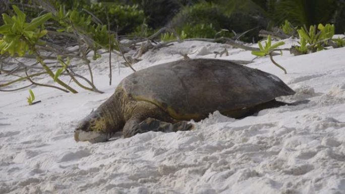 一只海龟在海滩上向大海爬行的慢动作镜头