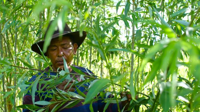 巡山 林业资源 天然林保护 封山育林