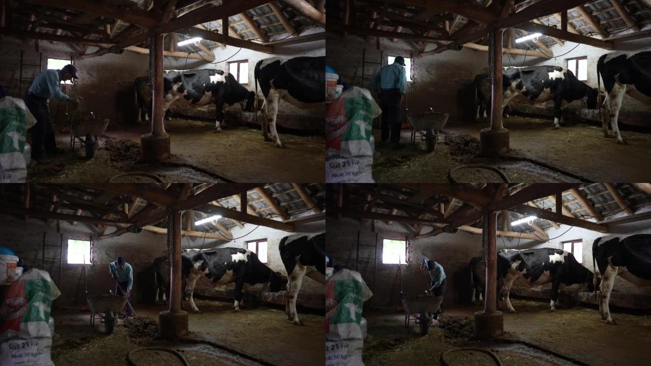 高级奶农清理谷仓奶牛的粪便