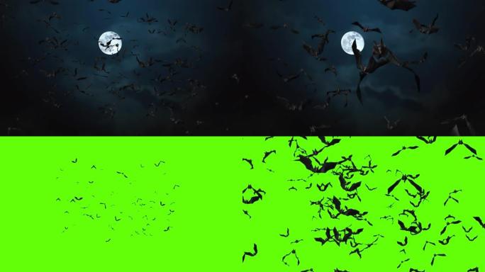 循环蝙蝠动画万圣节黑色蝙蝠飞行4k动画在绿屏背景