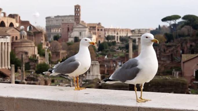 罗马论坛的罗马海鸥