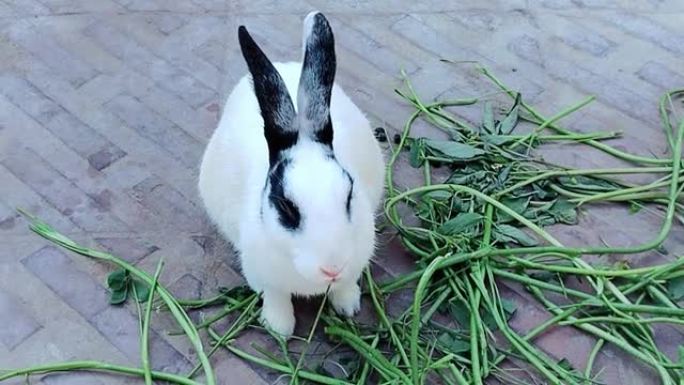 兔子家兔宠物包子动物屋家庭宠物大耳朵吃草kharagosh，coelho，lapine视频剪辑