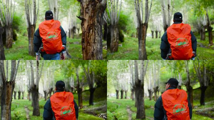 摄影 游客 相机-摄影设备 森林 旅游