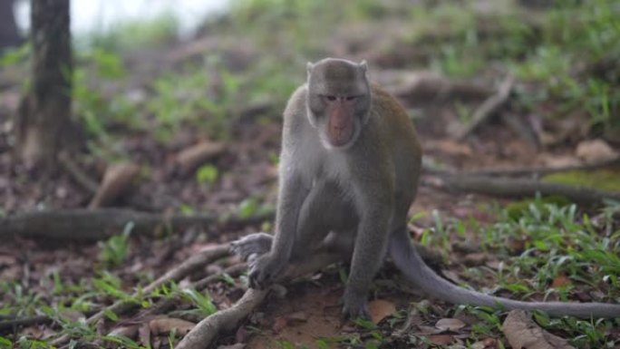 森林里的一只猴子嘴上有伤口。是猴痘病的携带者。
