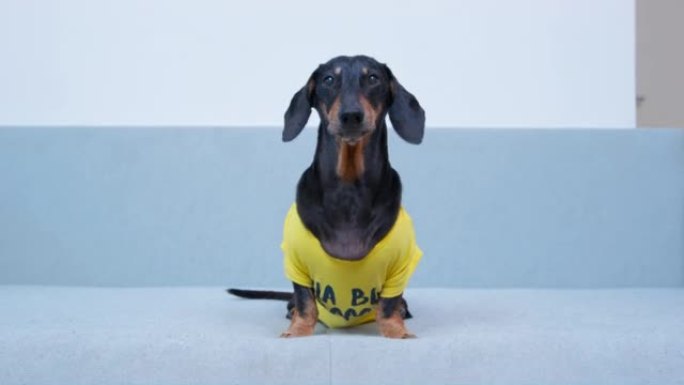 穿着黄色t恤的腊肠犬坐在宽敞的床中央