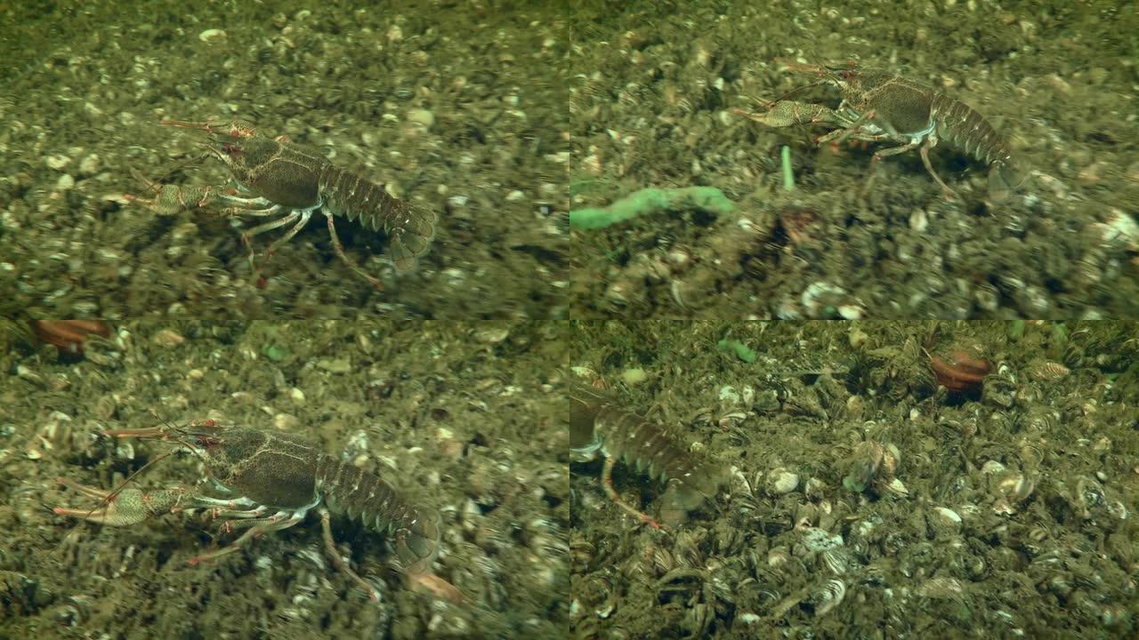 欧洲小龙虾正沿着底部爬行。
