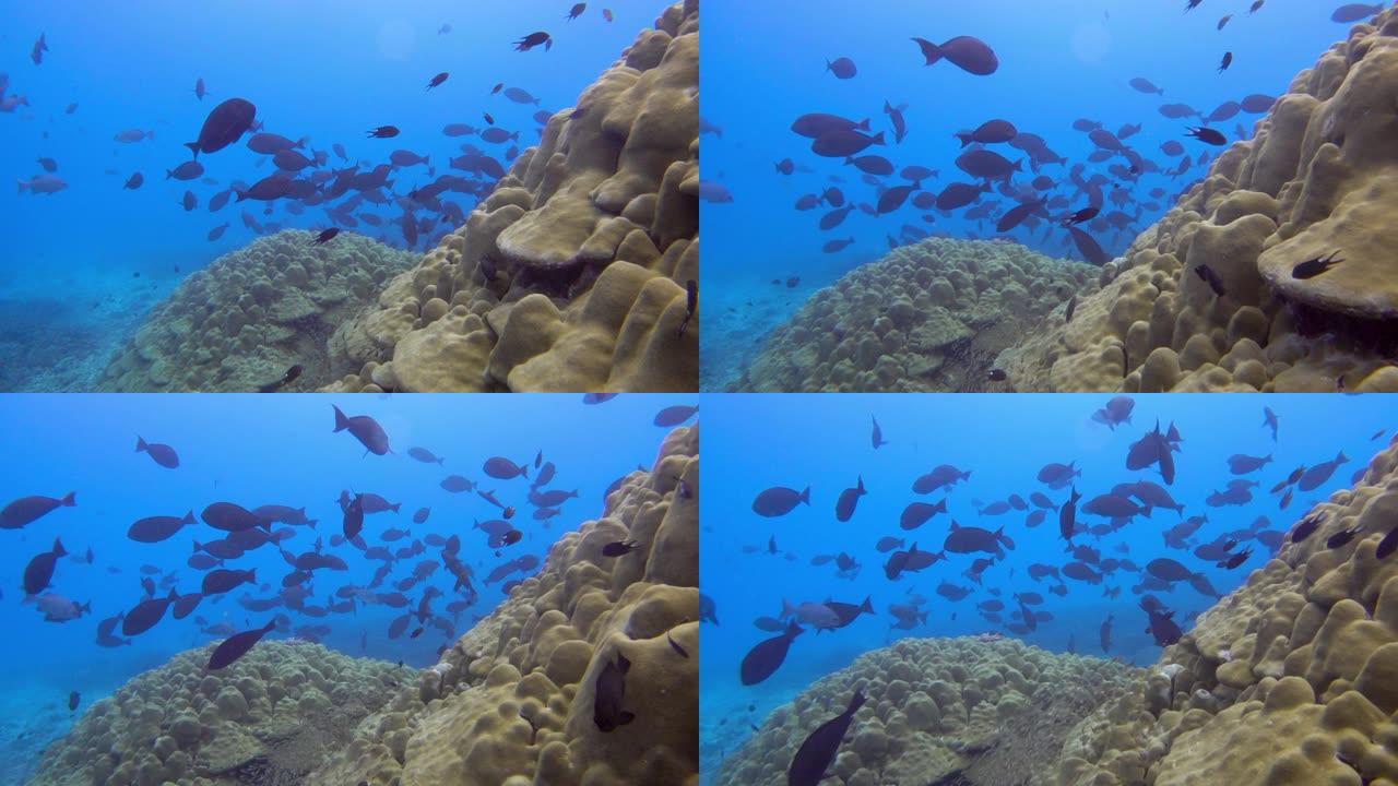 暗礁附近海洋生物的水下景观