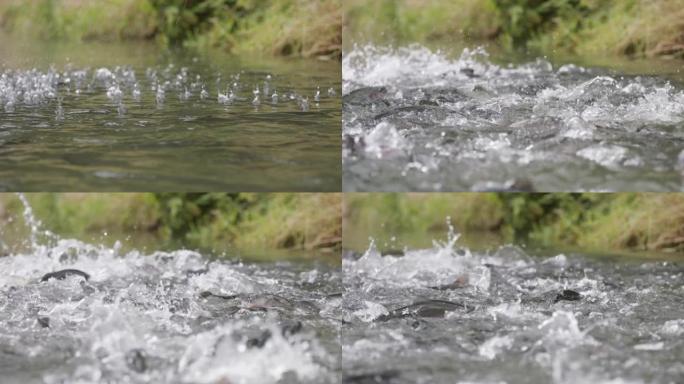 慢动作细节拍摄的鱼在河中疯狂喂食