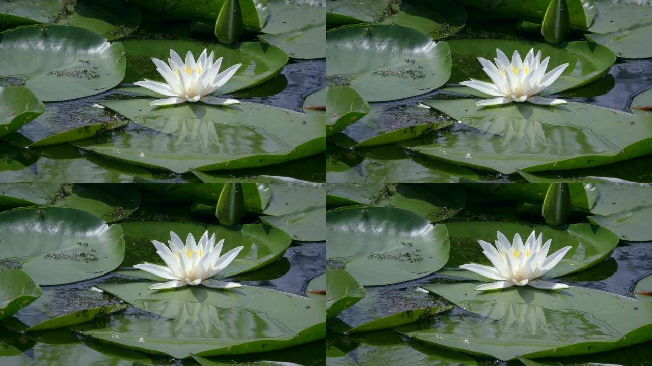 欧洲白睡莲在淡水池表面。