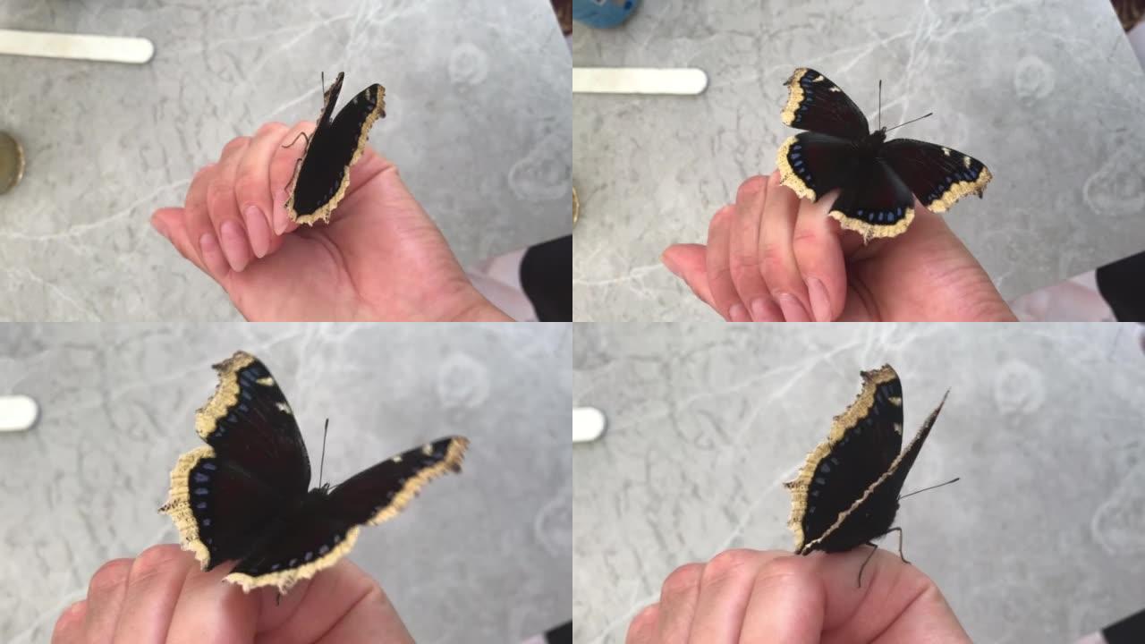 女人手上的一只哀蝶。它坐在女人的手指上，拍打翅膀。特写