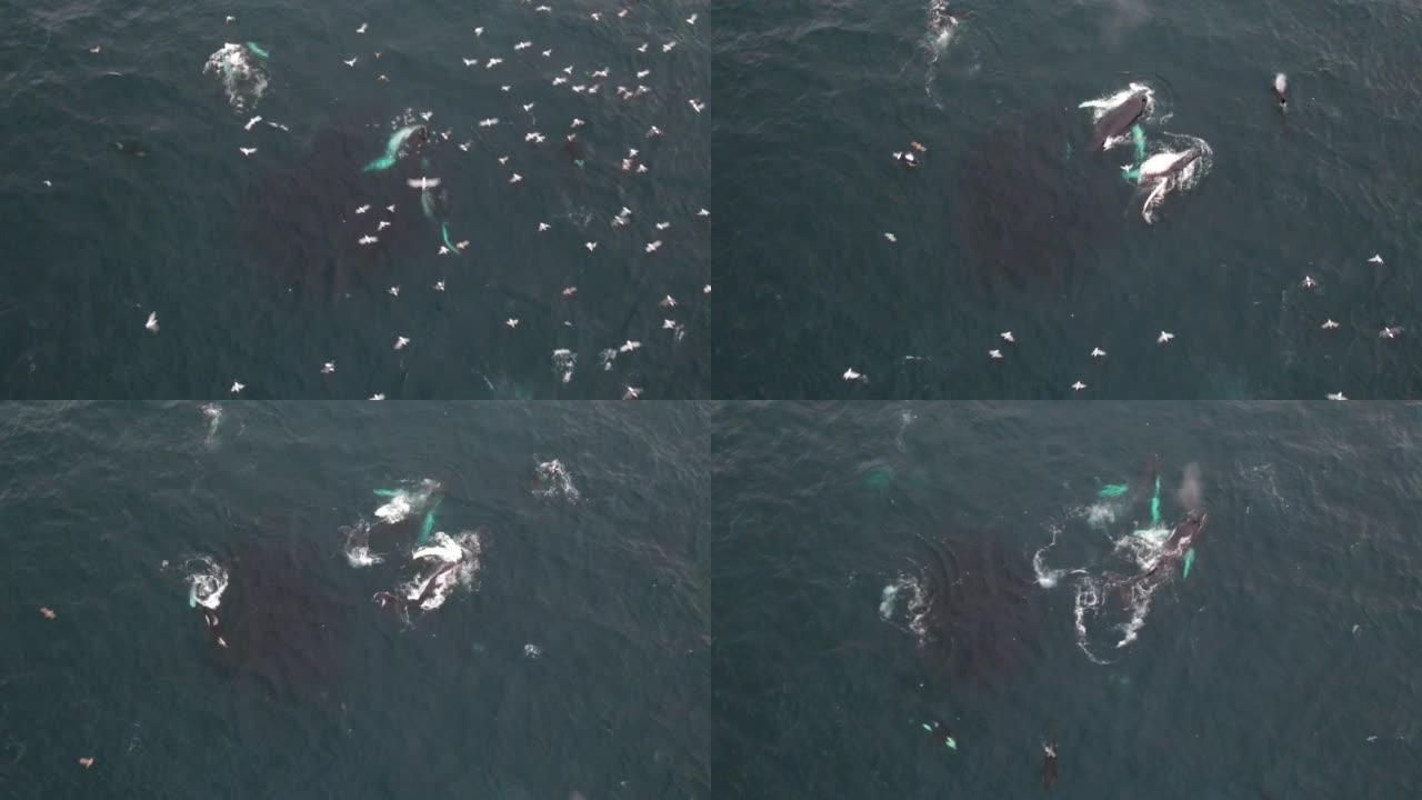 逆戟鲸和座头鲸以鲱鱼无人机为食