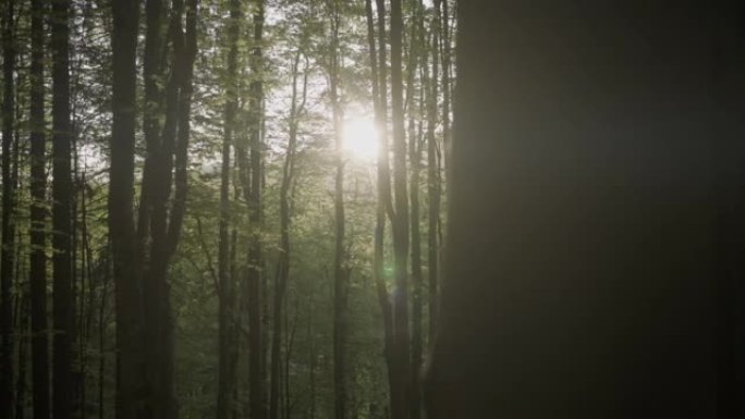 通过森林中的树冠看到太阳