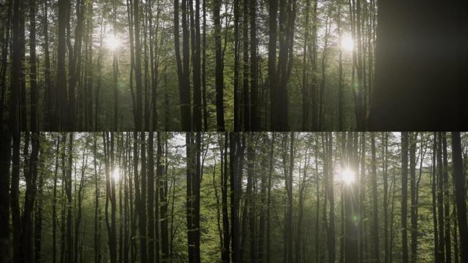 通过森林中的树冠看到太阳