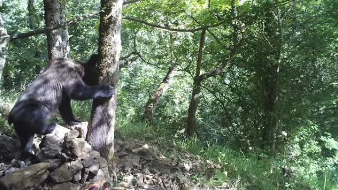 熊在树干上摩擦的跟踪摄像头镜头