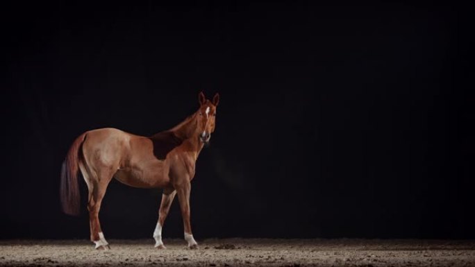 晚上在竞技场观察周围环境的SLO MO Horse