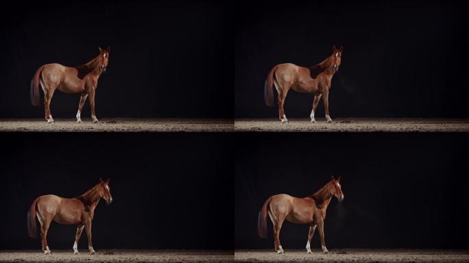 晚上在竞技场观察周围环境的SLO MO Horse