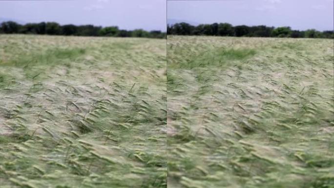 夏季晴天的麦粒田麦浪竖版竖屏