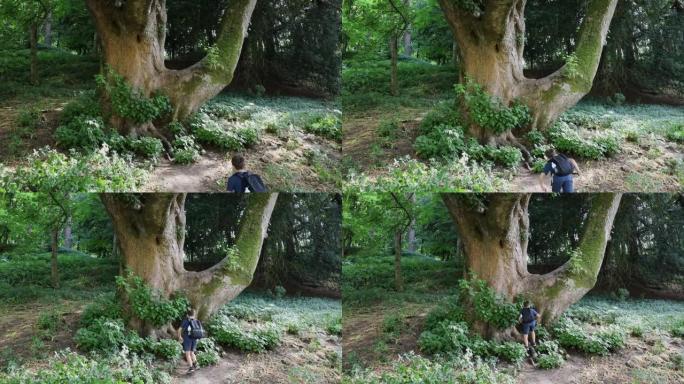 男孩在林地环境中走到一棵大树上