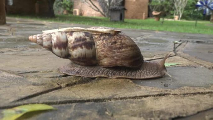葡萄蜗牛在湿沥青上爬行。