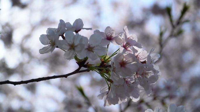 4k清早樱花