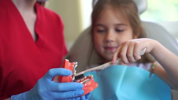 颌骨解剖模型刷牙特写4k视频。儿科牙医为牙科儿童讲授口腔卫生课。牙医向孩子展示如何正确使用牙刷刷牙。