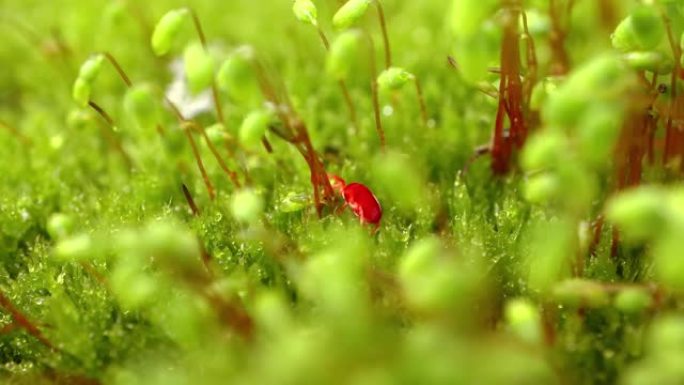 Trombidiidae被称为红色天鹅绒螨，真正的天鹅绒螨或雨虫，是在土壤垃圾中发现的蜘蛛，以其鲜红