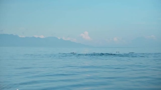 Stenellalongirostris海豚家族在开阔的海水中跳出水面