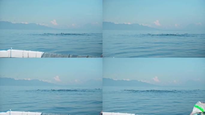 Stenellalongirostris海豚家族在开阔的海水中跳出水面