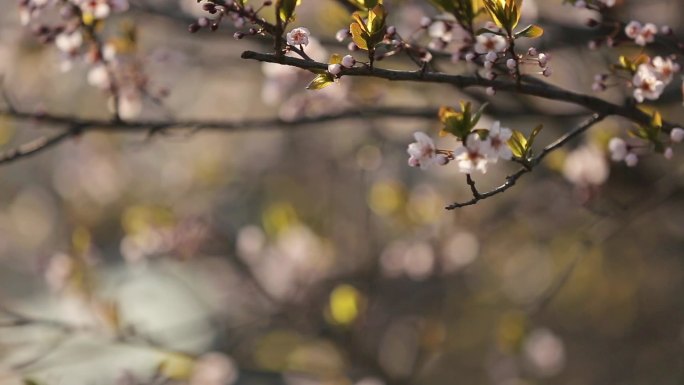 春暖花开桃花烂漫唯美中国风