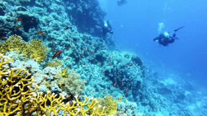 水下生命。在珊瑚礁附近潜水，有五颜六色的鱼和外来物种。潜水员剪影