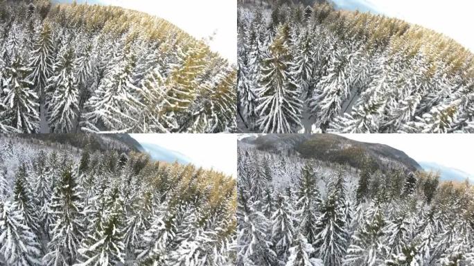 滑翔伞时，第一人称视角是山上积雪覆盖的树木