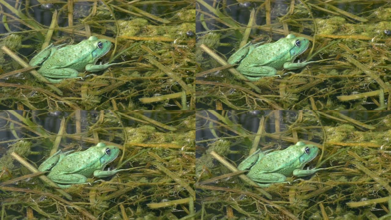 食用青蛙稀有颜色 “绿色金属”。