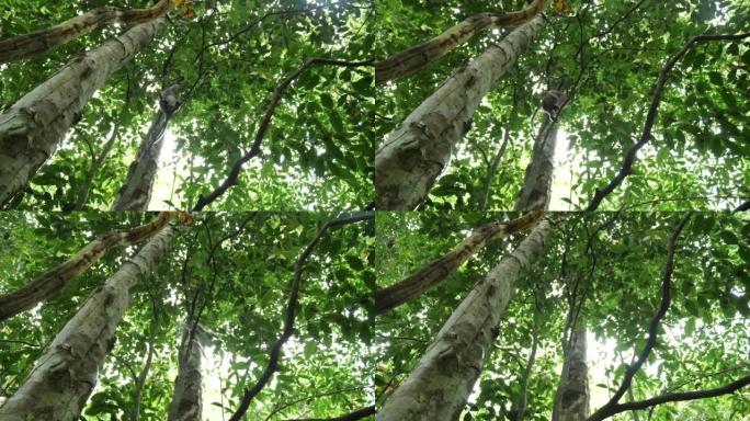 猕猴在树顶上的广角镜头，看着相机跳到马来西亚婆罗洲野生丛林中的一棵树上。野生动物和自然股票电影镜头