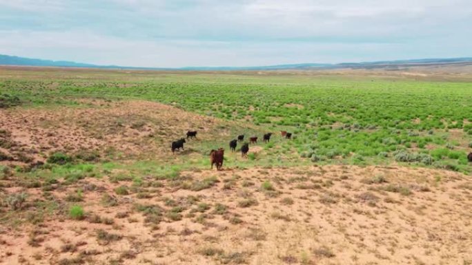 在干旱平原地区旅行的小牛群的无人机空中飞行视图。加利福尼亚的农业