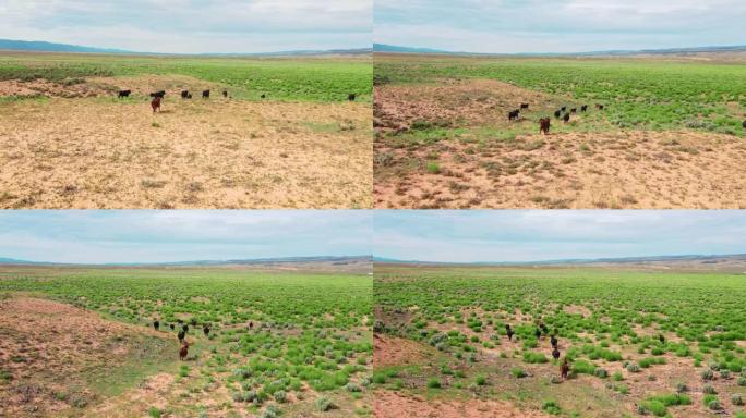 在干旱平原地区旅行的小牛群的无人机空中飞行视图。加利福尼亚的农业