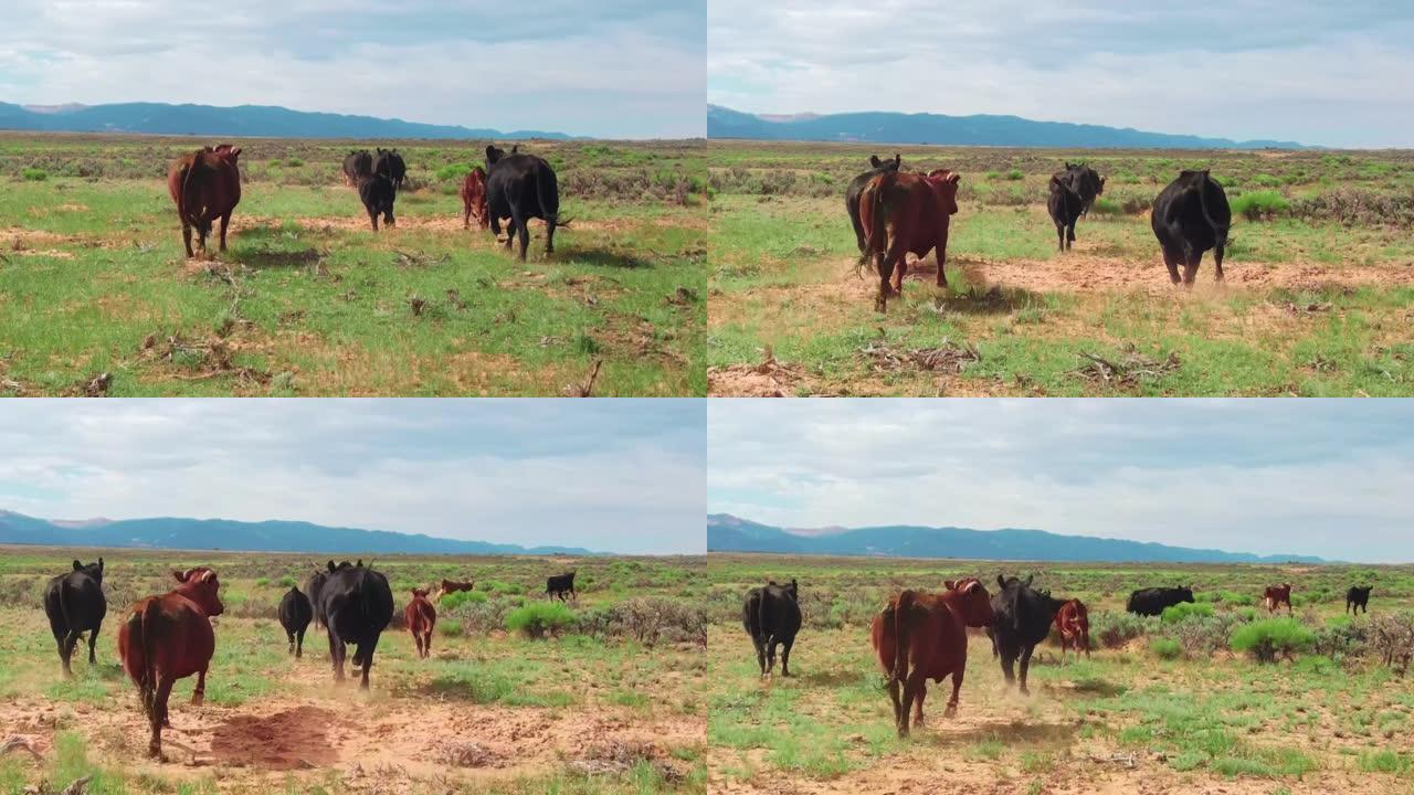成群的散养牛穿越干旱平原地区寻找食物。加利福尼亚的农业