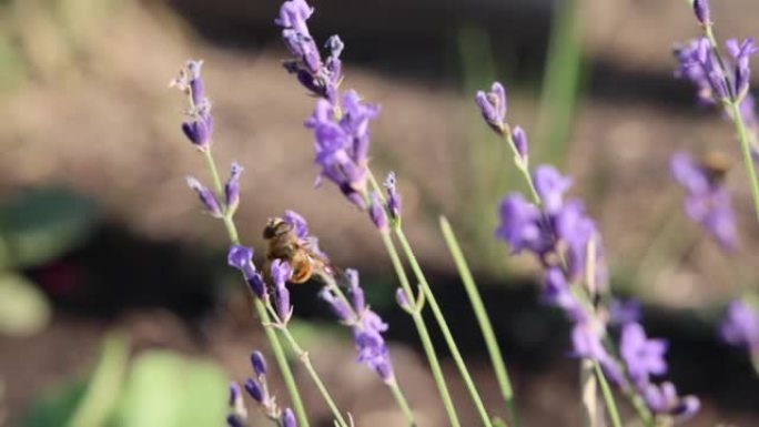 蜜蜂给薰衣草花授粉的特写镜头