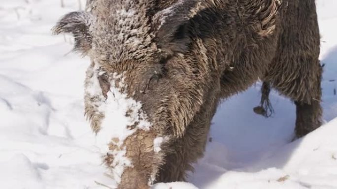 雪中野猪的细节镜头