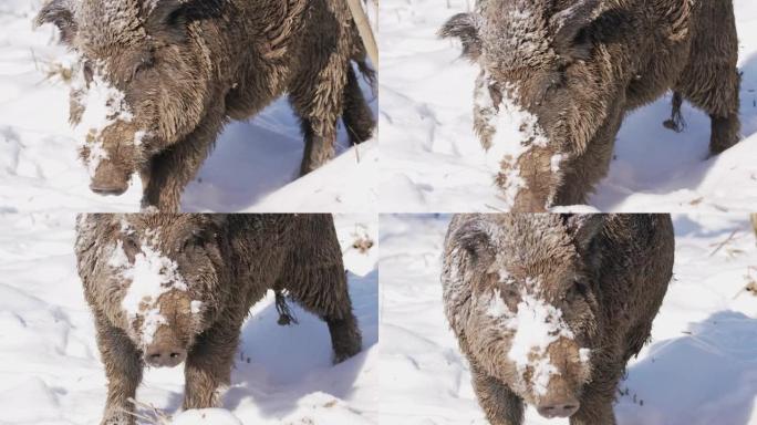 雪中野猪的细节镜头