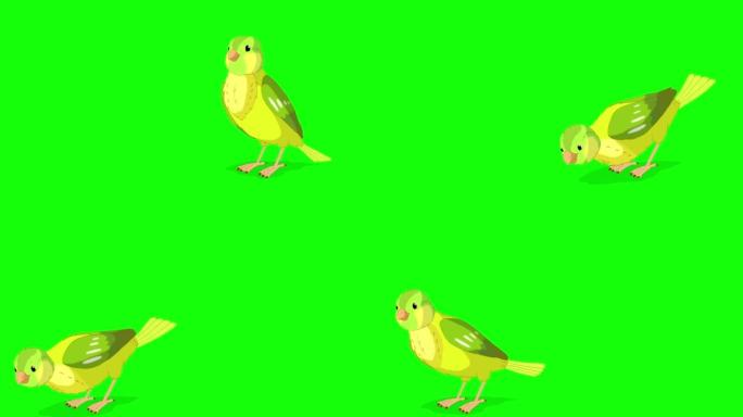 绿色金丝雀苍蝇和啄色度键4K