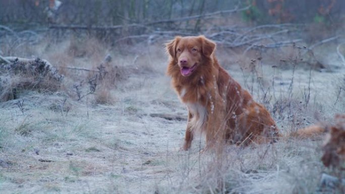 快乐，新斯科舍省鸭子收费猎犬与主人玩fethc。冬季散步