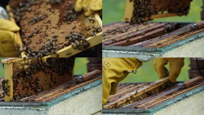 蜜蜂在蜂窝上行走。Beekeper在后台工作